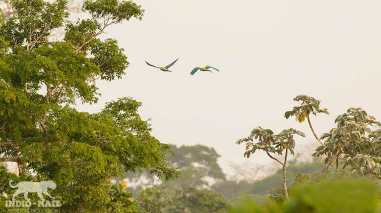 Indio Maíz amenazada por tensores ambientales