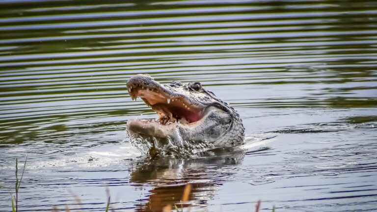 Los cocodrilos son considerados mortíferos en épocas de celos
